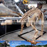 MY Dino-C062 Artificial Metal Skeleton on Sale thumbnail-6