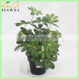 Make Artificial Money Tree Plant