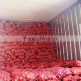 Fresh Red Onion 2016-2017