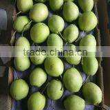 Fresh Shandong Pear thumbnail-1