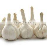 Hot Sale Fresh Chinese Normal White Garlic With Ctn thumbnail-4