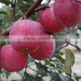 2016 Fresh Fuji Apple From China Fresh Fuji Apple Price thumbnail-2