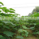 Beautiful Paulownia Tree Seed Fast Growing-It's Super Tree!