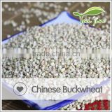 Chinese Buckwheat