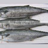Frozen Spanish Mackerel Big Size thumbnail-1
