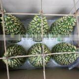 Lucky Bamboo ( Dracaena Sanderiana) thumbnail-3