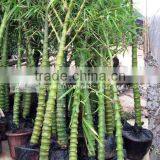 Bambusa Ventricosa thumbnail-1