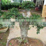 Ulmus Pumila Bonsai Grower thumbnail-1