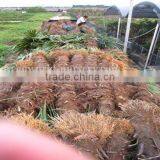 Trachycarpus Fortunei on Truck thumbnail-1