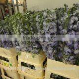 Delphinium thumbnail-4