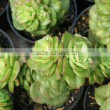 Decorative Plants Echeveria, Succulent Plants, Tropical Plants thumbnail-2
