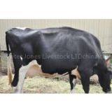Holstein Dairy Cow/Heifers With Milking Capacity of 30+ Liters Per 24hrs thumbnail-1