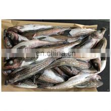 Good quality frozen WR pollack fish block for processing