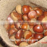 2015 snack foods fresh roasted chestnuts/raw organic bulk nuts/chinese chestnuts for sale/organic water chestnut