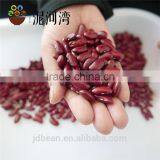 Chinese Dark Red Kidney Beans Shanxi Variety