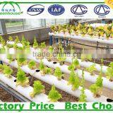 Film Cover Material and Multi-Span Agricultural Commercial Greenhouses thumbnail-6