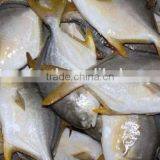 Gold Pomfret Export Fresh Fish Trading Companies thumbnail-1