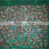 IQF BOILED SHORT NECKED CLAM FOR 1KG BAG OR 10KG BULK PACK thumbnail-2