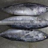 Fresh New Season Frozen Skipjack Tuna , Bonito Whole Round thumbnail-3