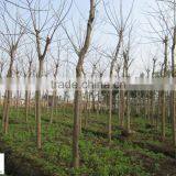 Delonix Regia Trees thumbnail-2