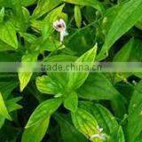 Andrographis Extract thumbnail-3