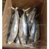 Supply Belted Bonito thumbnail-1