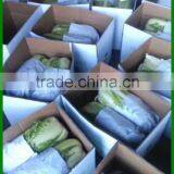 (HOT)Fresh Cabbage is the Most Popular