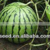 HW Chinese high resistance and hybrid watermelon seeds