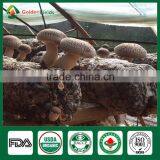 Stump Mushrooms,Shiitake Mushroom Plugs,Shiitake Log thumbnail-5