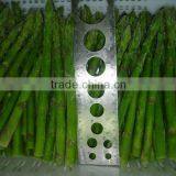 IQF Frozen Asparagus thumbnail-2