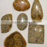 Fossil Coral thumbnail-1