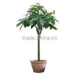 Cheap Flowers and Plants Money Tree Bonsai for Shopping Mall Decoration thumbnail-2