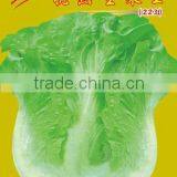 2016 Chinese Vegetable Hybrid Half Round LettuceLettuce Seed for Growing-lettuce 223 thumbnail-1