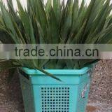 Fresh Bamboo Leaves thumbnail-3