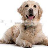 Menu Mix Diet Pet Food Dog Food thumbnail-3