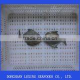 Frozen IQF Black Pomfret