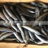 Land Frozen Fish 150g/250g Bonito Tuna for Sale thumbnail-3