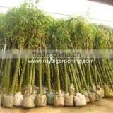Bambusa Ventricosa ( Chinese Bamboo ) thumbnail-1