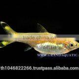 Rasbora Fish For Sale and Export thumbnail-3