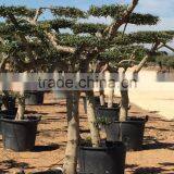 Olive Tree - Olea Europaea Mini Pompon thumbnail-3