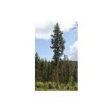 Pine Tree Tower thumbnail-1