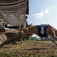 Dog Racing Timing Equipment thumbnail-1