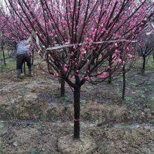 Price of Red Plum Trees With a Ground Diameter of 8 Cm. Direct Sales From the Base Nursery. Dug and Sold on the Spot. Good Quality and High Survival Rate. thumbnail-4