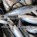 Seafrozen Pacific Mackerel Blue Mackerel