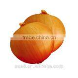 Hot Sale Yellow Onion Seeds for Growing SXO No.3