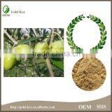 Pure Natural Hot Selling Olive Leaf Extract Powder thumbnail-6