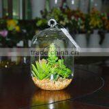 Hanging Terrarium Glass Vase Succulent Plants for Sale thumbnail-1