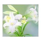 Matte PP Synthetic Film 180