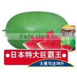 Japanese Hybrid big fruit watermelon seeds For Growing-Green overlord