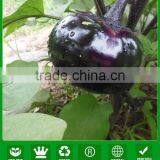 ME08 Yuanshen hybrid black eggplant seeds, 90 days round eggplant seeds in agricultural